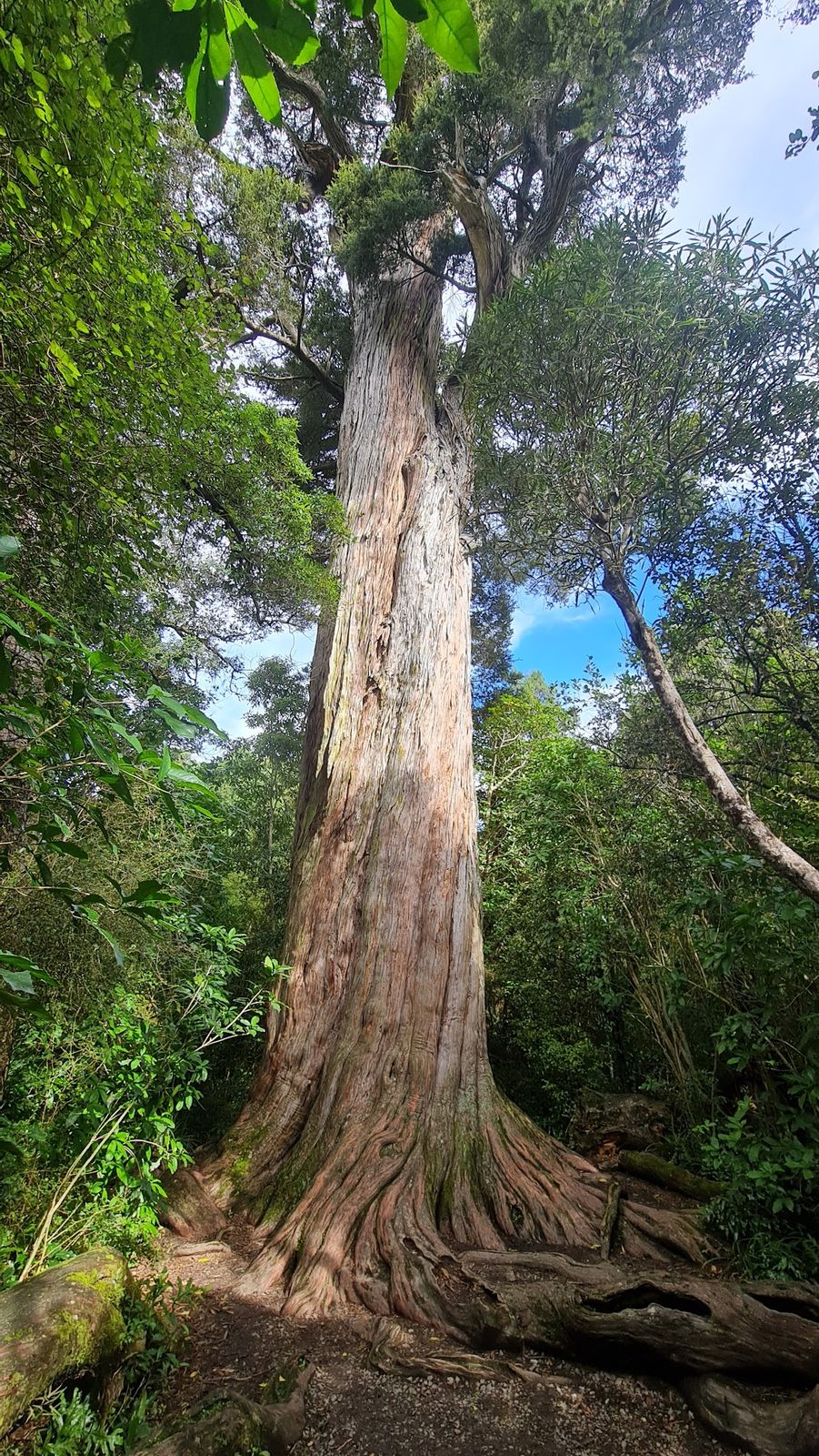 The giant Big Tree in Peel Forest Park