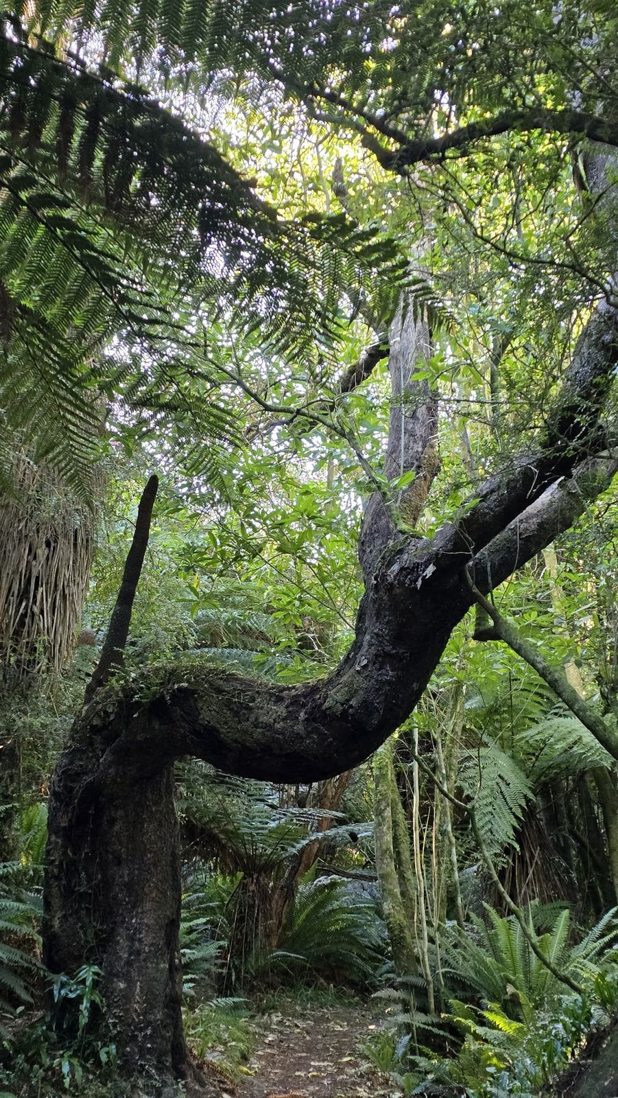 A lush path on the Fern Walk in Peel Forest