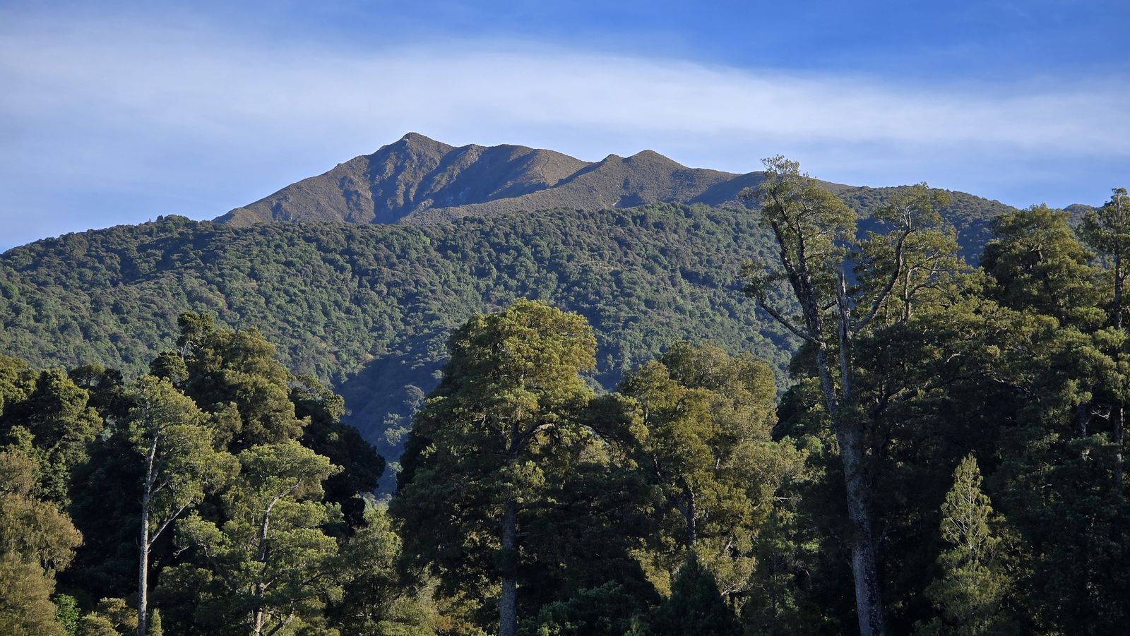 A scenic view of Peel Forest Reserve with lush greenery and rolling hills.